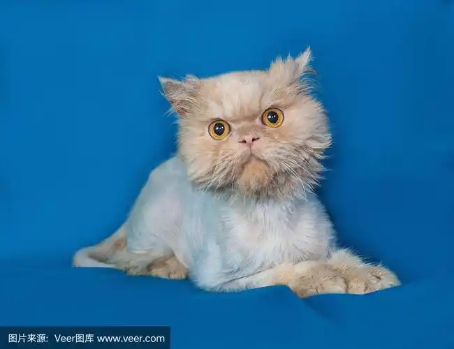 波斯短尾猫躺在蓝色