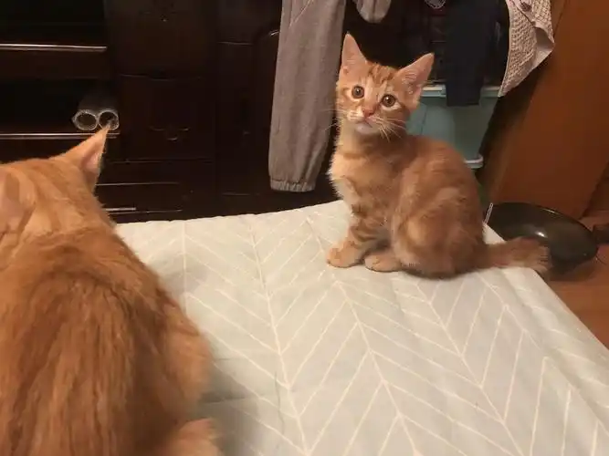 【已领养】上海杨浦 虎斑串串小橘