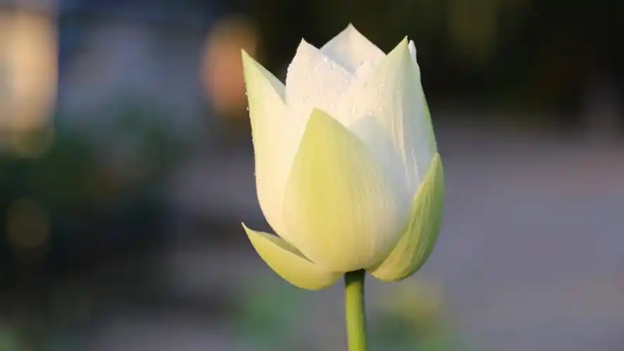 清新荷花图片(9/14)