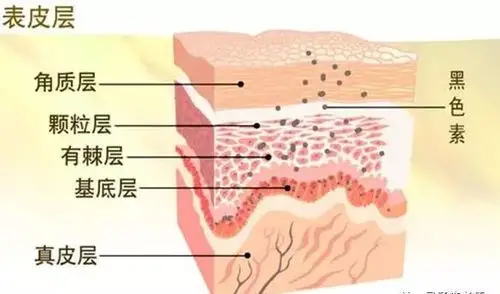 先跟着老师来了解一下雀斑的根长在哪…… 我们的皮肤表皮可分为五层