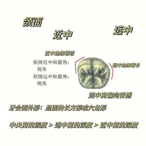 下颌第一磨牙是下颌磨牙中体积最大,恒牙中萌出最早,颌面尖,嵴,沟