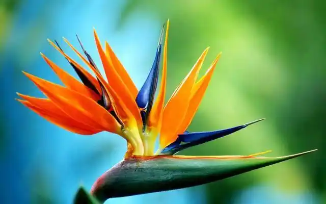 养天堂鸟,注意这几点,保准让其生机勃勃