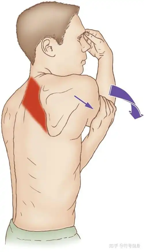 一,按摩/拉伸菱形肌