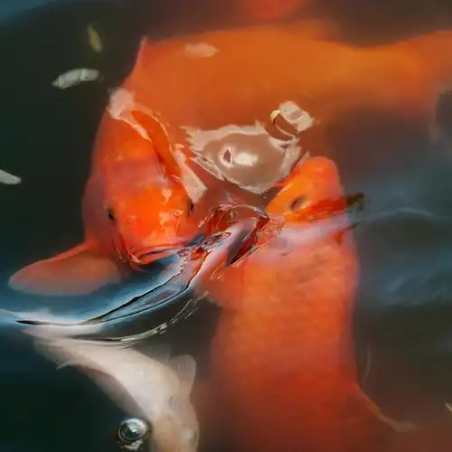 北京61皇家园林里的红鲤鱼年年有余冯黎摄影