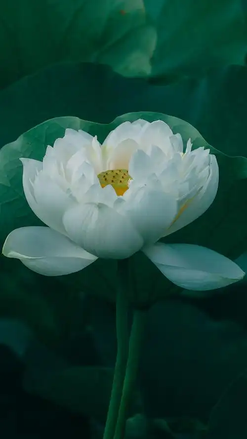 荷花清新秀丽写真