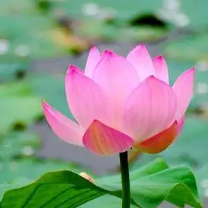 愿作一朵莲头像