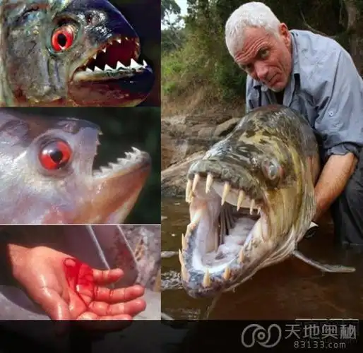 世上最让人毛骨悚然的十大恐怖动物