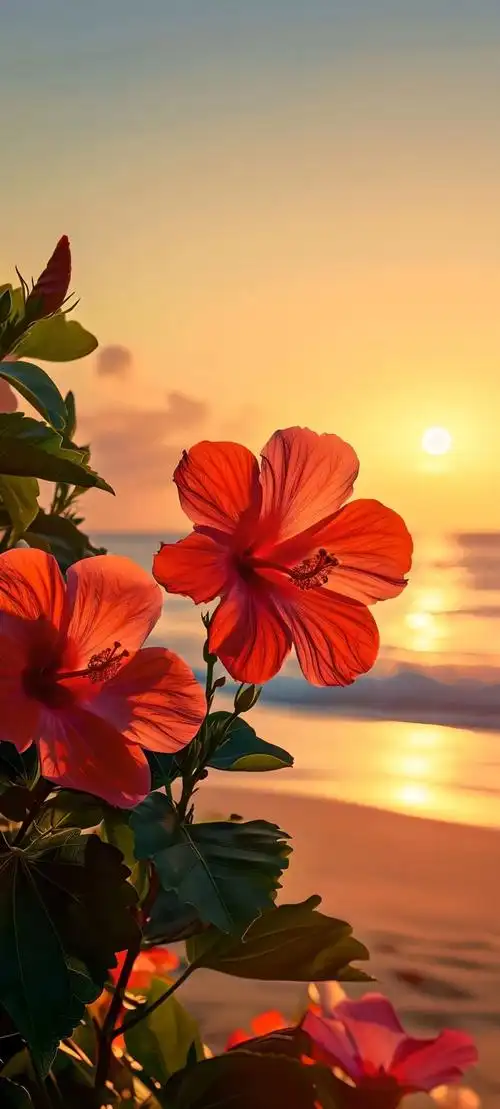 唯美鲜花手机壁纸全面屏适用高清原图