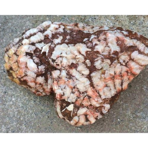 宁强珊瑚玉石大粗管状珊瑚原石摆件象形石白飘红奇石化石镇宅精品