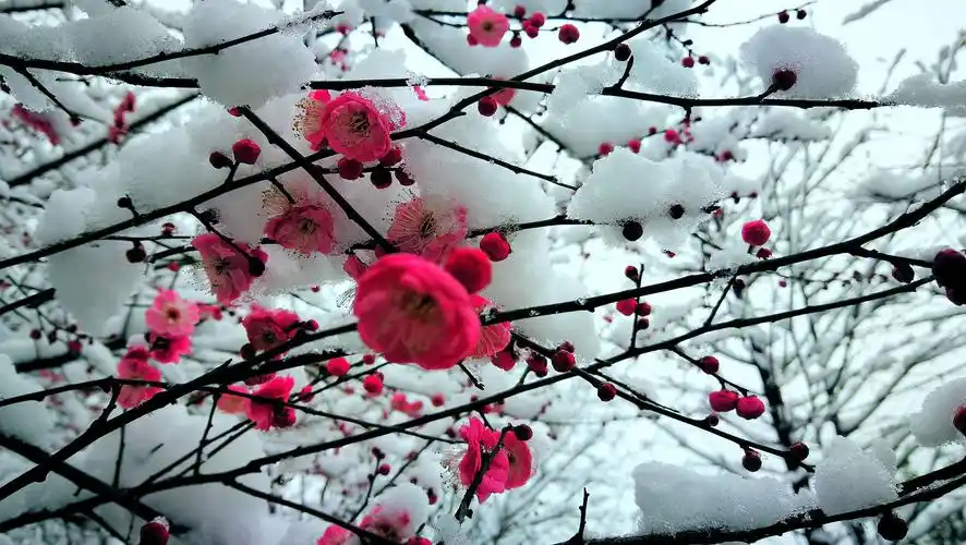 一枝梅花踏雪来 一黄海摄影