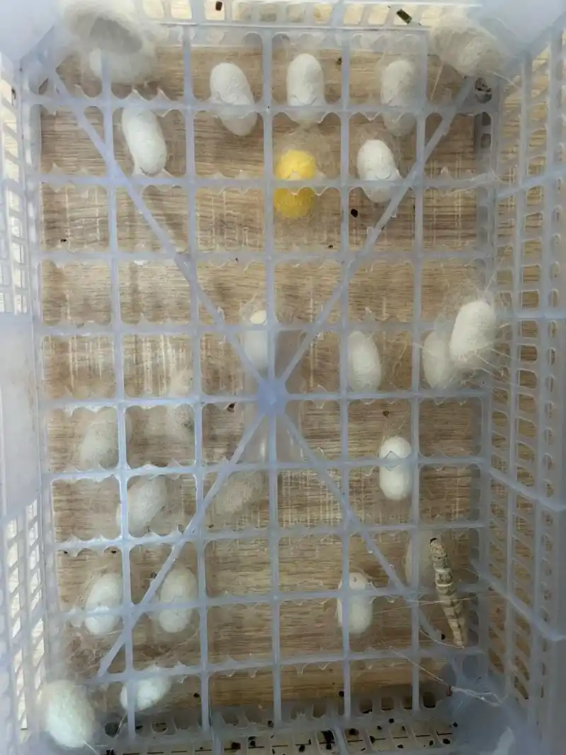 蚕宝宝成长记 #蚕茧 #养蚕日记 #我的乡村生活 #祝大家 - 抖音