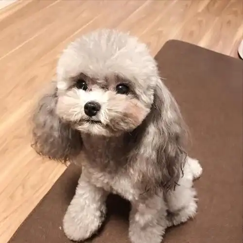 活泼可爱,可以拥有多种造型的泰迪,深得现代人喜欢