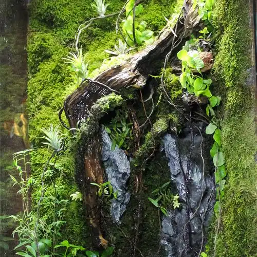 龙须根藤造景雨林缸套餐水陆缸水草缸材料配件植物沉木生态缸定制