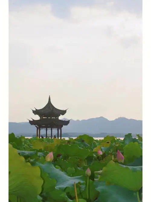 杭州西湖小荷才露尖尖角