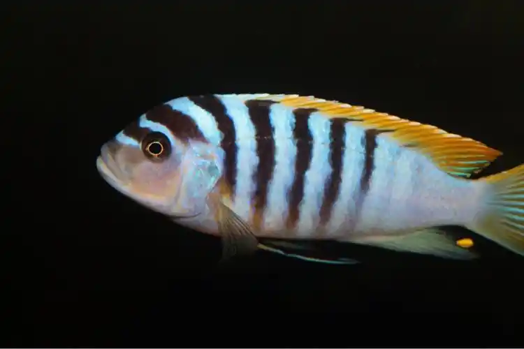 三湖慈鲷美鱼连载