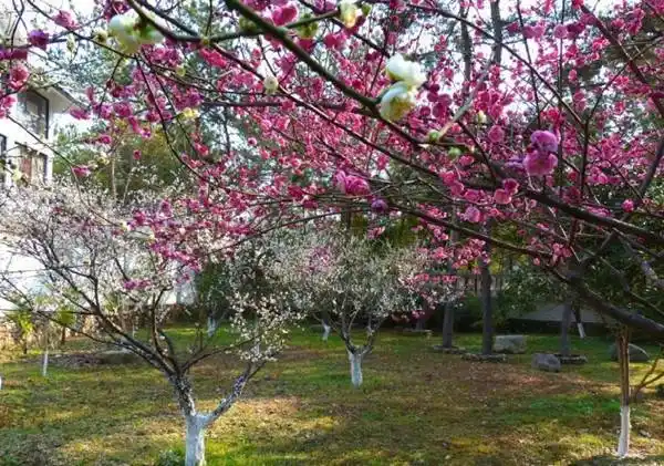 错过要再等一年!|梅园|梅树|腊梅|红梅_网易订阅