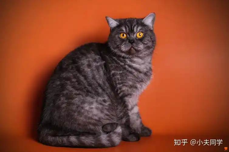 从毛色分类来说,烟熏色可以理解为没有渐层效果的纯色   银色的猫咪