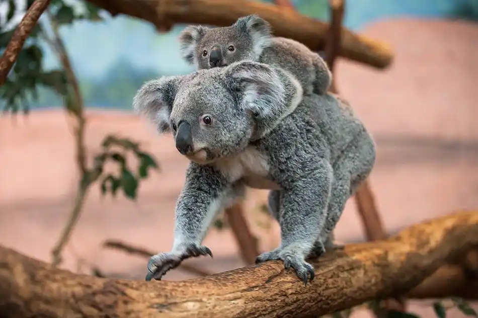 7月19日,在法国中部卢瓦尔-谢尔省的博瓦尔动物园,雌性树袋熊阿林加骑