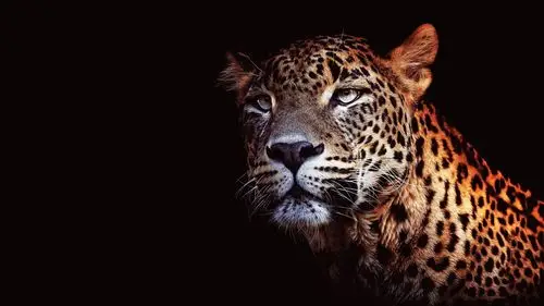 壁纸 豹子,脸,黑色背景 1920x1200 hd 高清壁纸, 图片, 照片