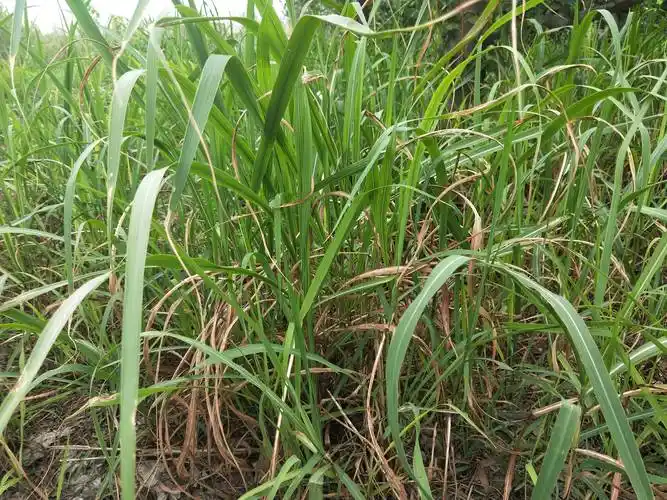 有时候,白茅与这些草生长在一起,挖出根后很难分清!