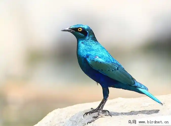 蓝耳丽椋鸟指名亚种