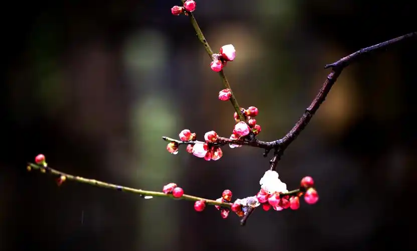 梅花欢喜漫天雪