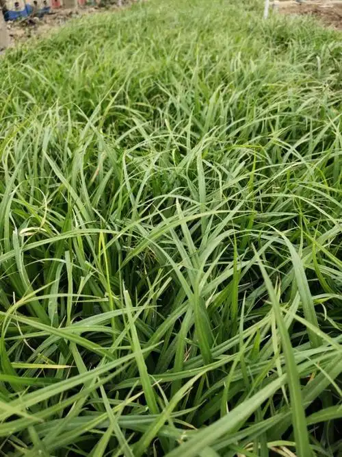 崂峪苔草山东崂峪苔草批发基地顺菊花卉