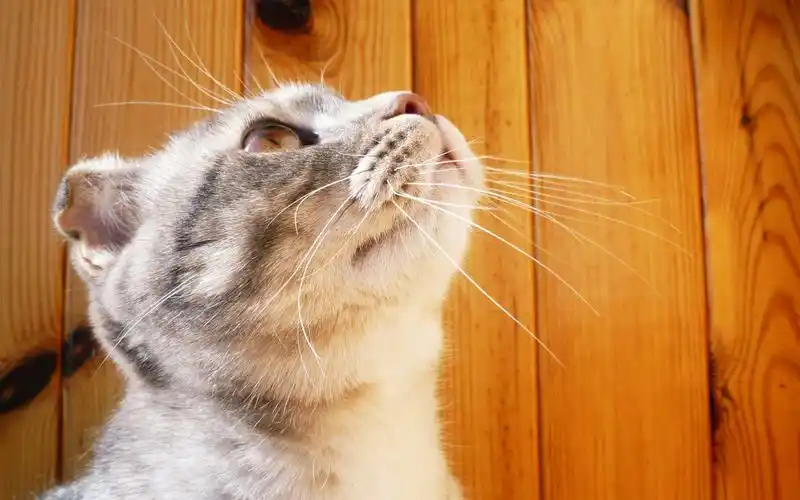 治愈系可爱喵星人呆萌桌面壁纸高清下载