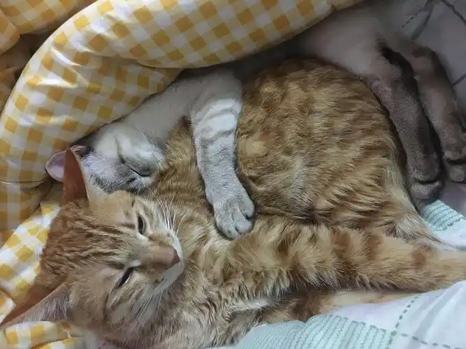 我家的蓝虎斑暹罗以及巧克力色虎斑暹罗