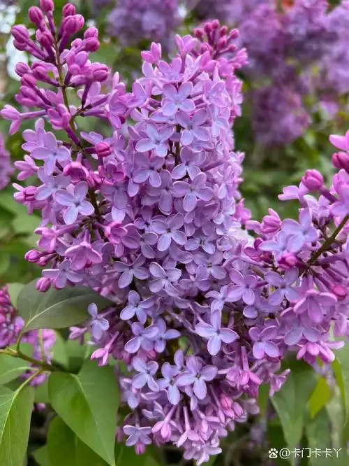 每天认识一种花005|丁香花