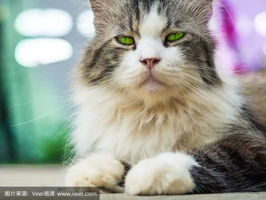 波斯猫与家猫的杂交品种