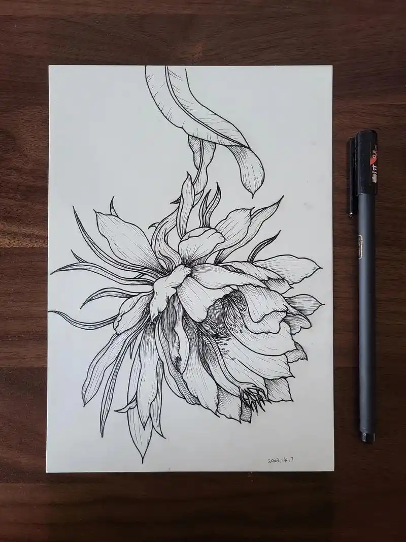 练习4#绘画 #针管笔手绘 #黑白画 #线条 #花卉  - 抖音