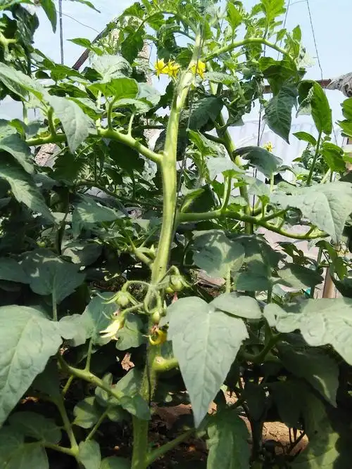 老师你看一下西红柿秧怎么了,图片传上来了,谢谢