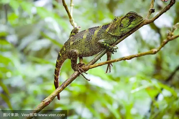 亚马逊森林龙