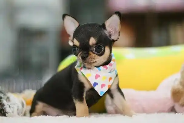 宠物犬吉娃娃图片,宠物犬种类及图片-唯诗兰去脂肪粒