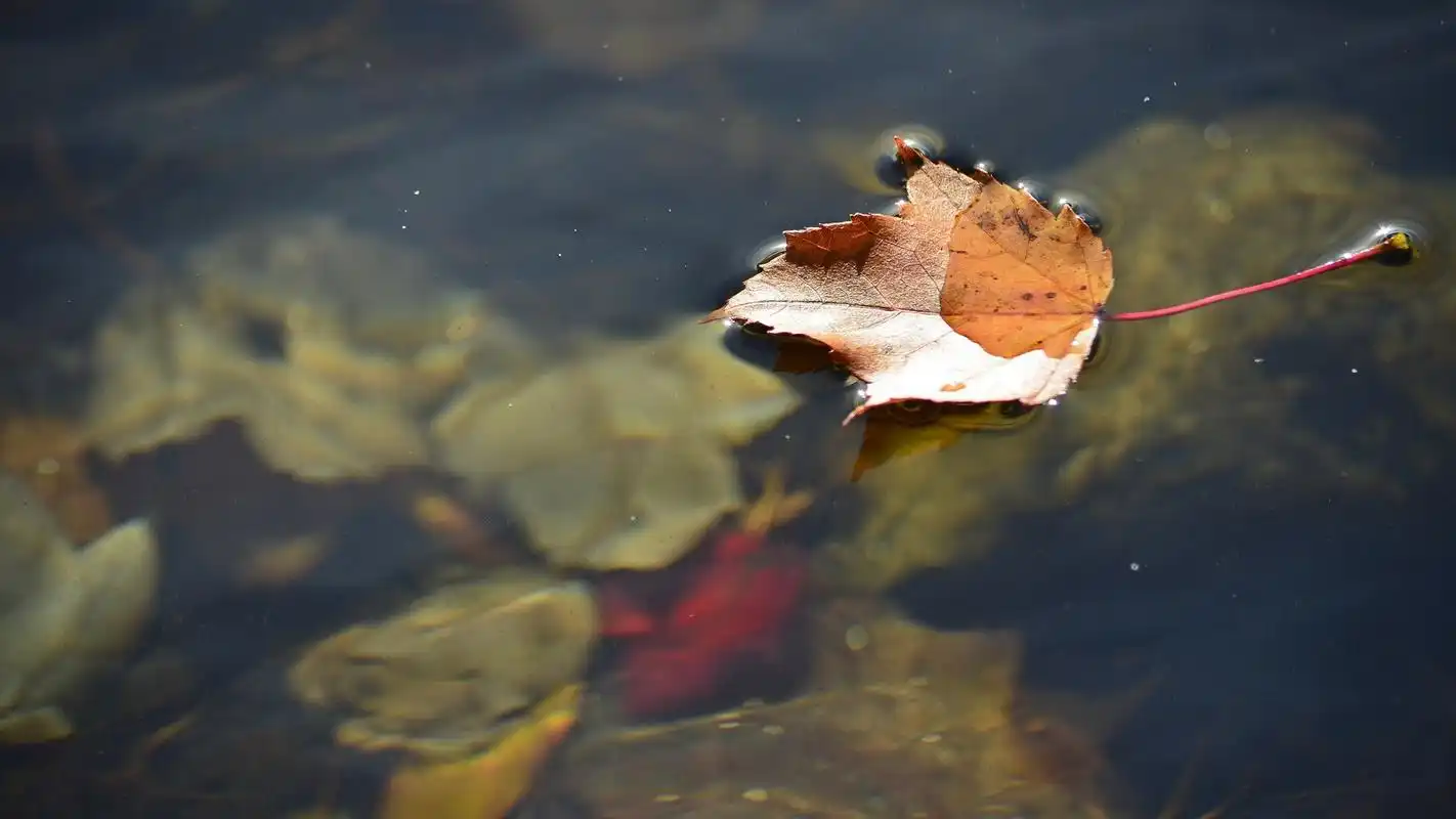 秋天落叶伤感壁纸图片,壁纸类别:唯美,分辨率:1920x1080