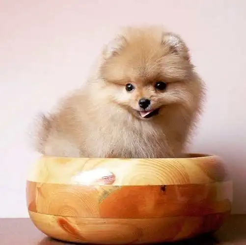 如果说萌即正义,那博美小奶狗一定是世界上最具正义感的宠物!