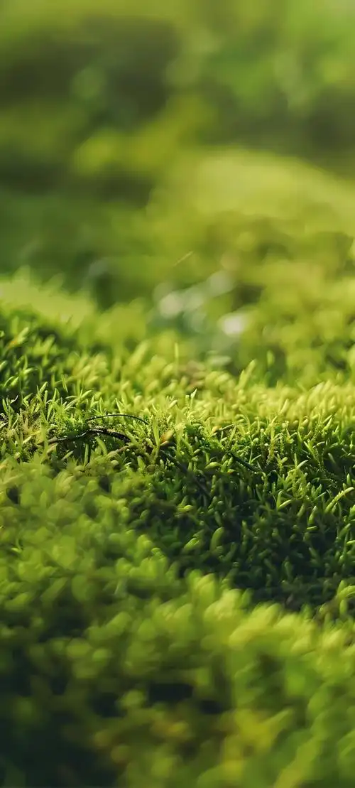 近期热门简约风手机壁纸图片高清无水印