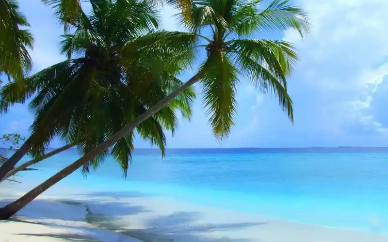 海边,椰树,沙滩,大海,壁纸海边椰树唯美风景电脑桌面壁纸