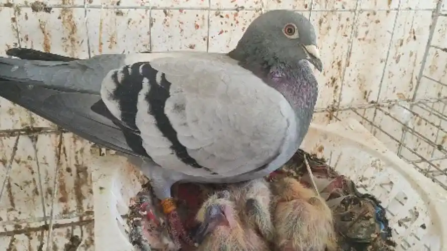鸽子一个雨点一个瓦灰,出壳的小鸽子会是什么羽毛