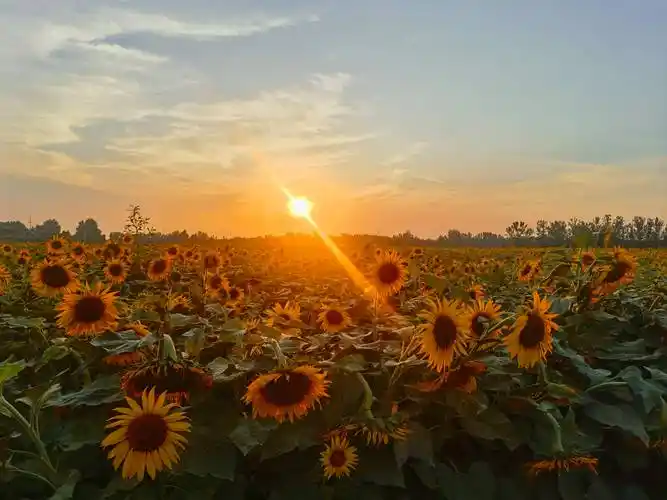 夏津县花海向阳致富帮带尽享文明