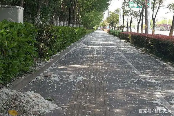 柳絮杨絮满天飞惹人嫌