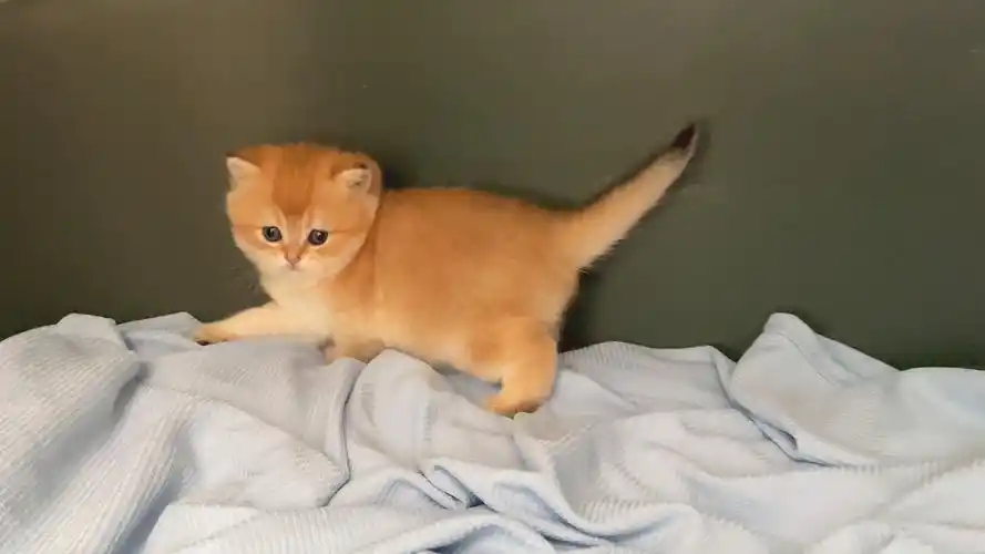 身价最高的猫咪,一只猫身价70万元,可谓是猫中"藏獒",它凭啥这样贵?