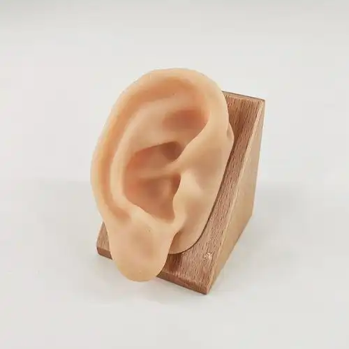 硅胶仿真人耳朵模型针灸穴位练习模型耳穴压豆模型