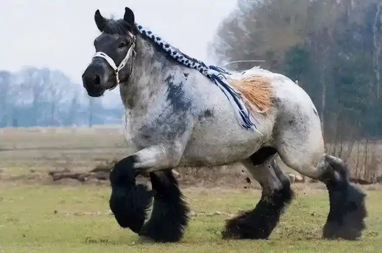 世界上最大的马,体型堪比大象,5吨东西都能拉着跑!_夏尔马_英国_运输