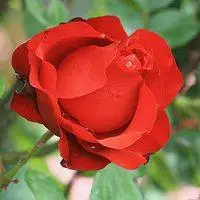 40岁女人好运的花朵微信头像点击鼠标右键下载