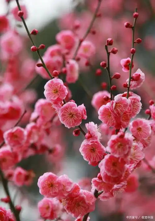 梅花是中国四大名花之一,是冬季中难得的瑰宝,被誉为"冬梅".