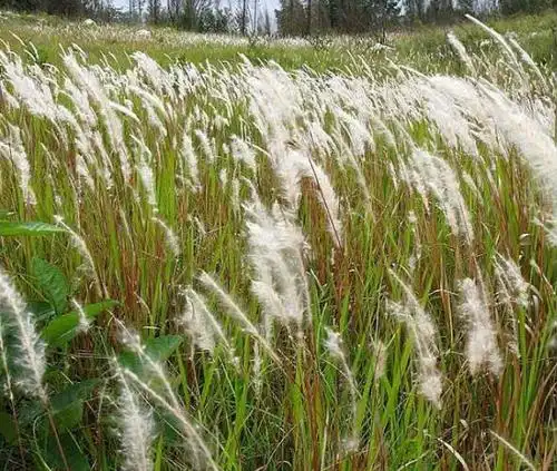 农村有1"杂草",学名茅茅针,农民只知能吃,却不知是"药草"