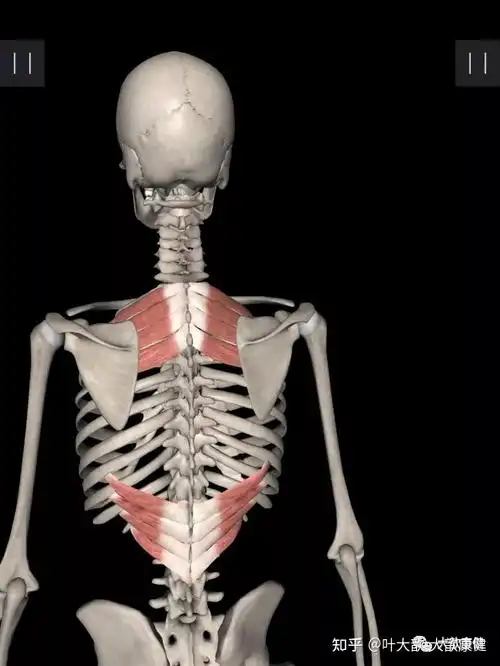 肩胛骨内侧缘疼痛一上后锯肌损伤