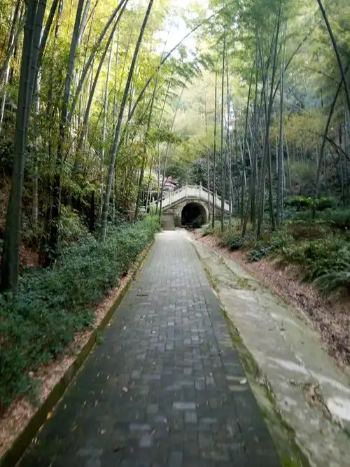 走进茶山竹海~十面埋伏